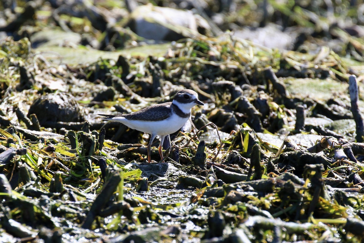 Semipalmated Plover - ML177040031