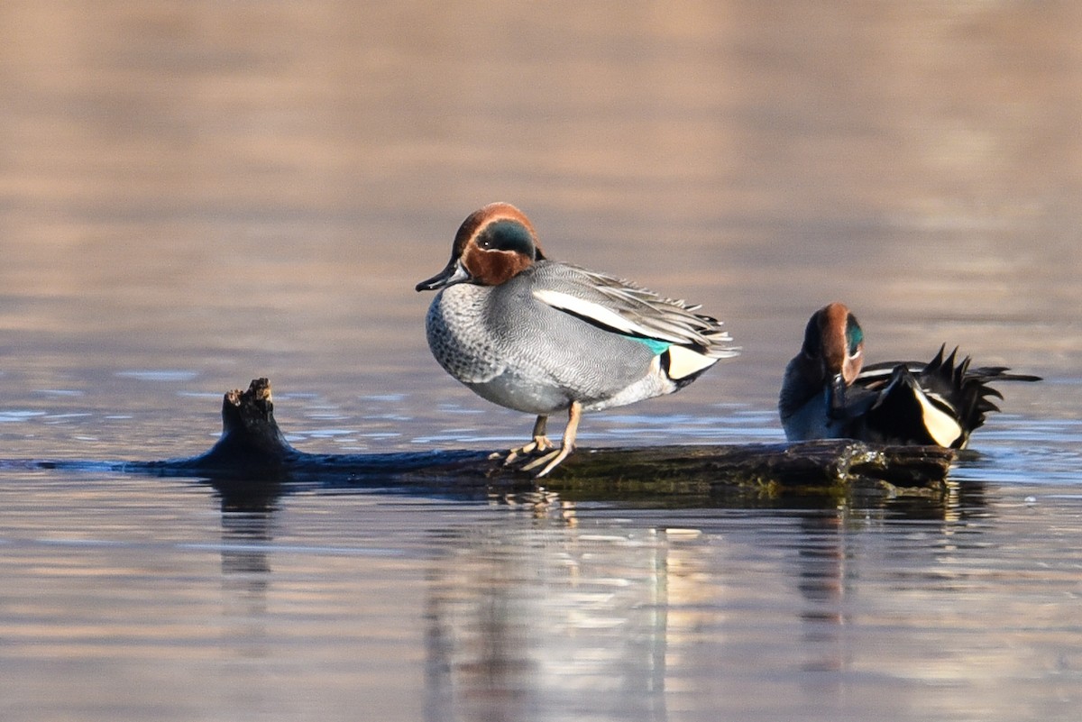 Green-winged Teal - ML177041881