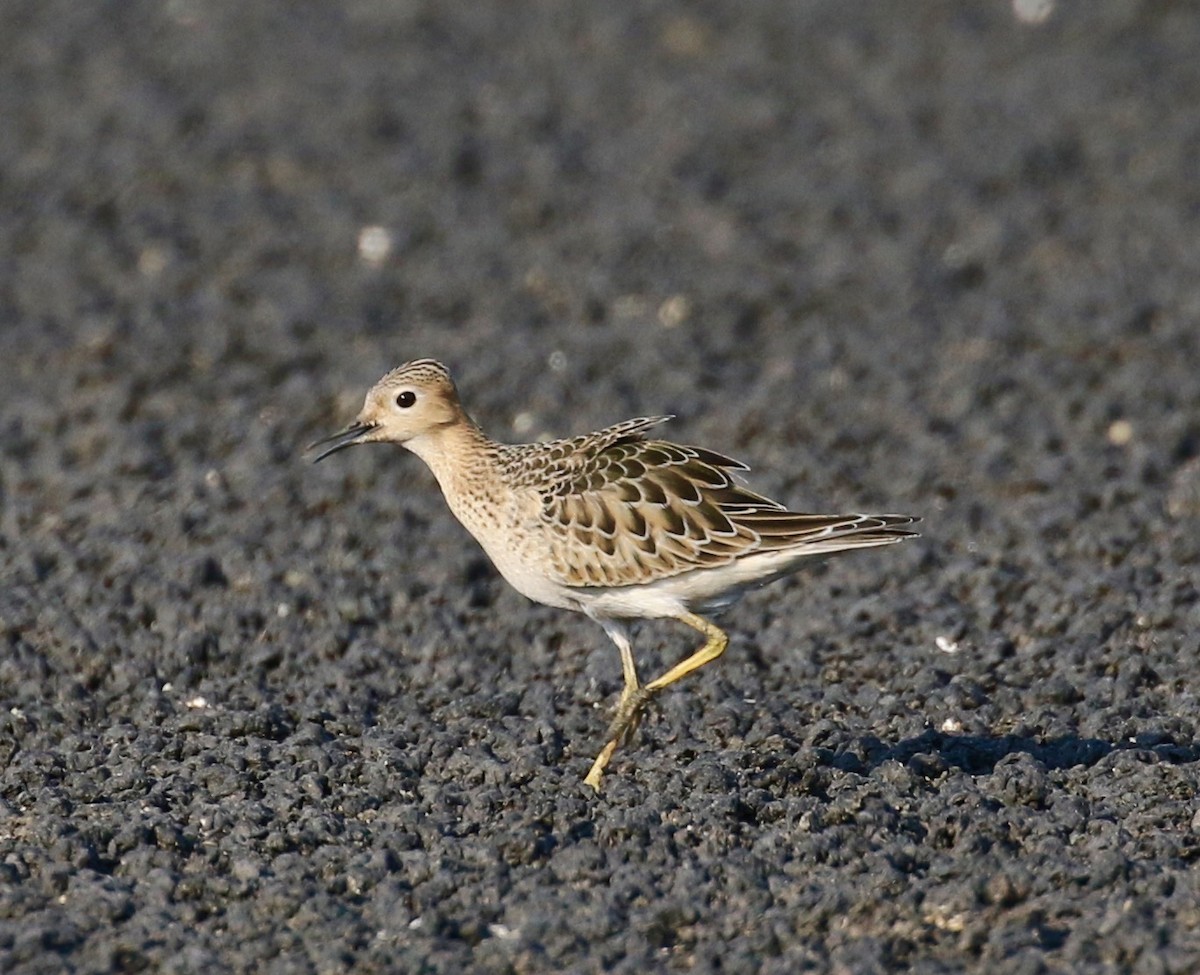 Buff-breasted Sandpiper - Victor Stoll