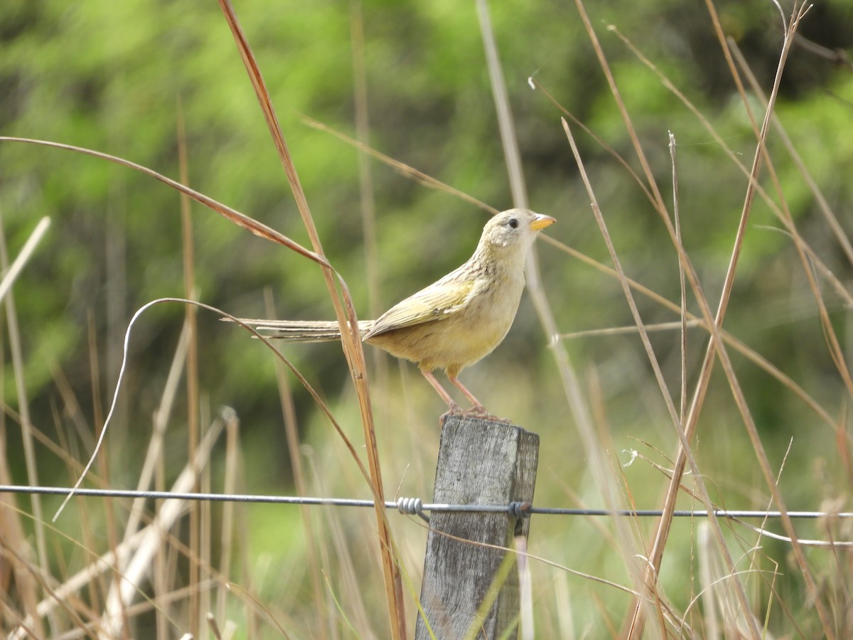 Wedge-tailed Grass-Finch - ML177050041