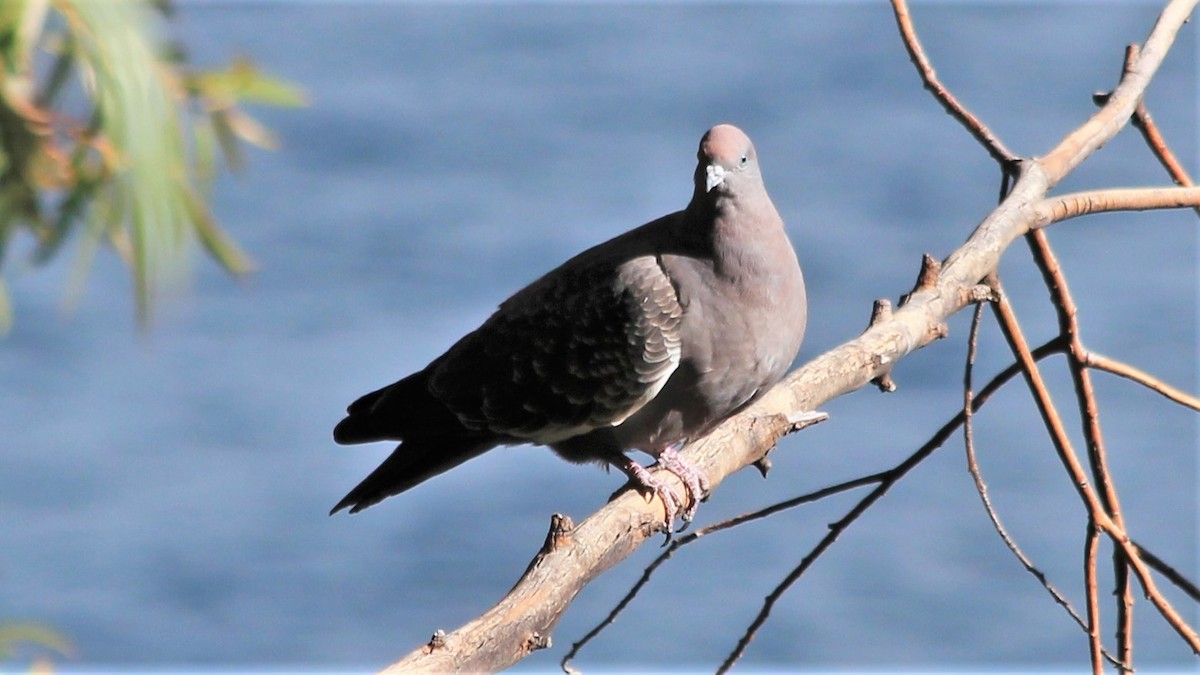 Spot-winged Pigeon - ML177052421