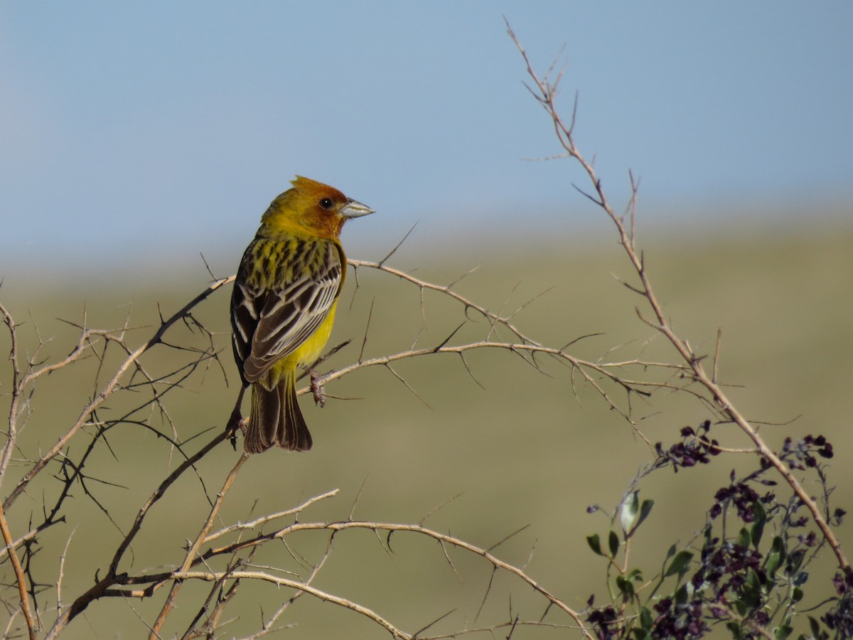 Red-headed Bunting - ML177058321