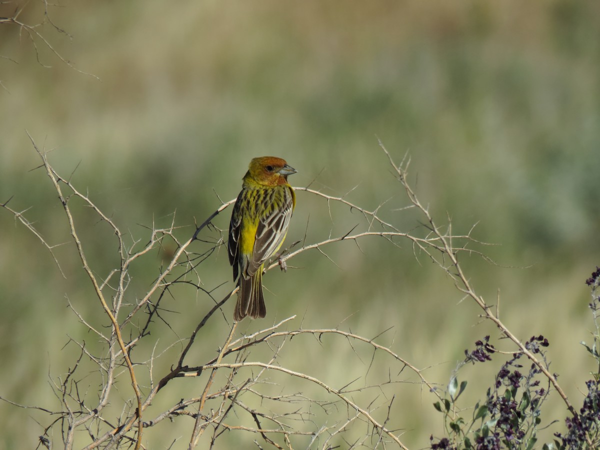 Red-headed Bunting - ML177058381