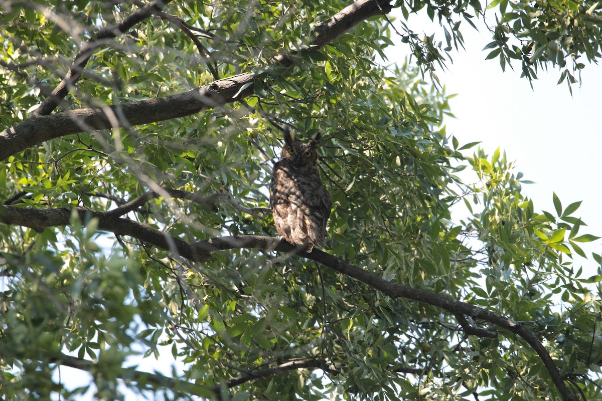 Great Horned Owl - ML177058641