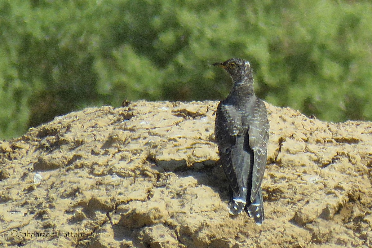 Common Cuckoo - Shahrzad Fattahi