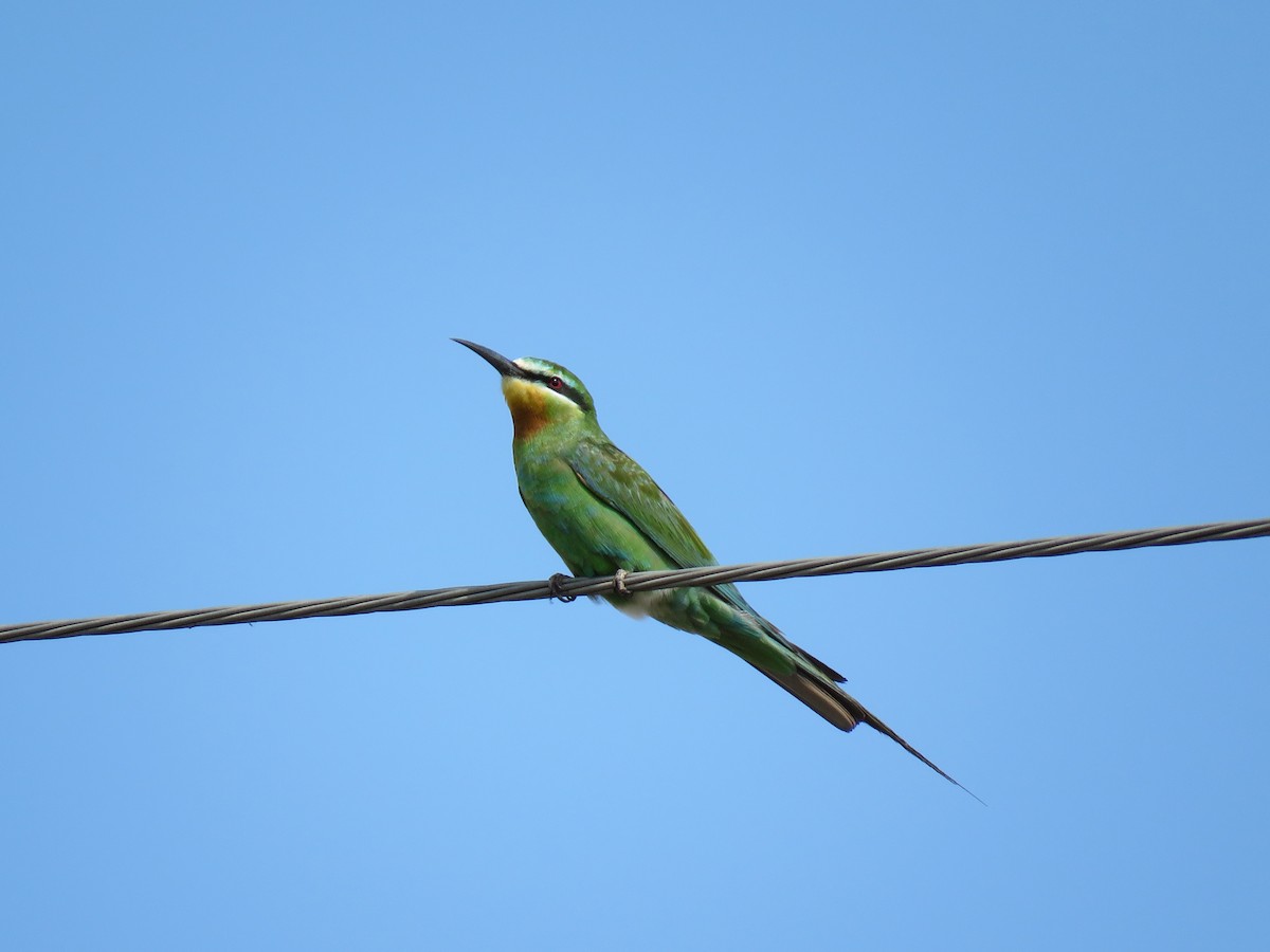 Blue-cheeked Bee-eater - Mahdi Kamali