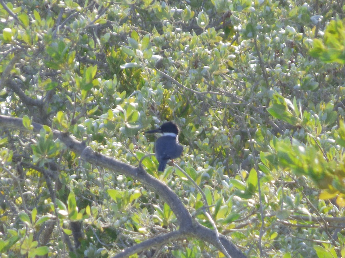 Belted Kingfisher - ML177068001