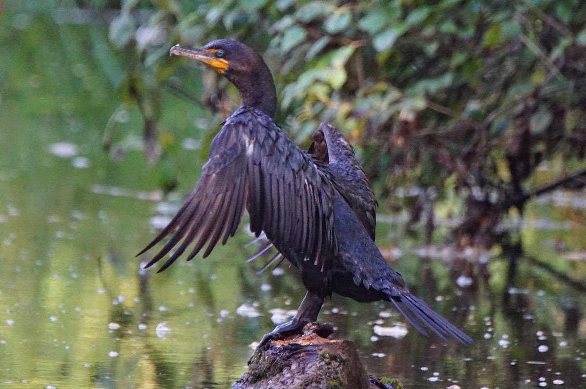 Double-crested Cormorant - Dennis Mersky
