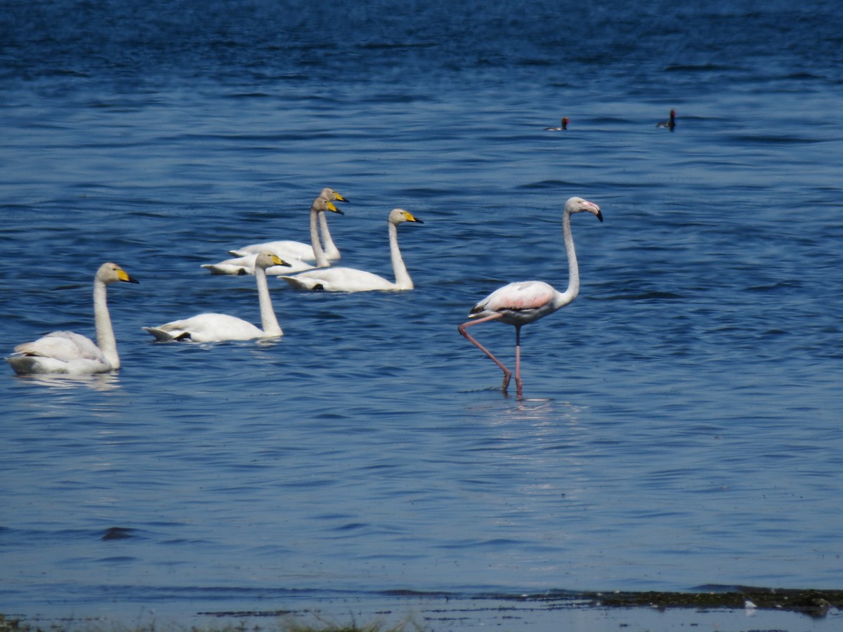 Greater Flamingo - ML177068981