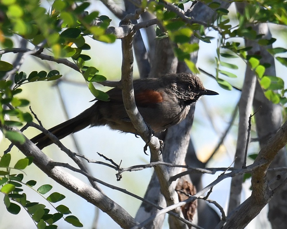 Red-shouldered Spinetail - ML177070671