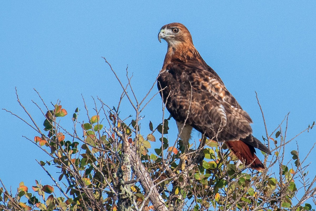 Red-tailed Hawk - ML177072191