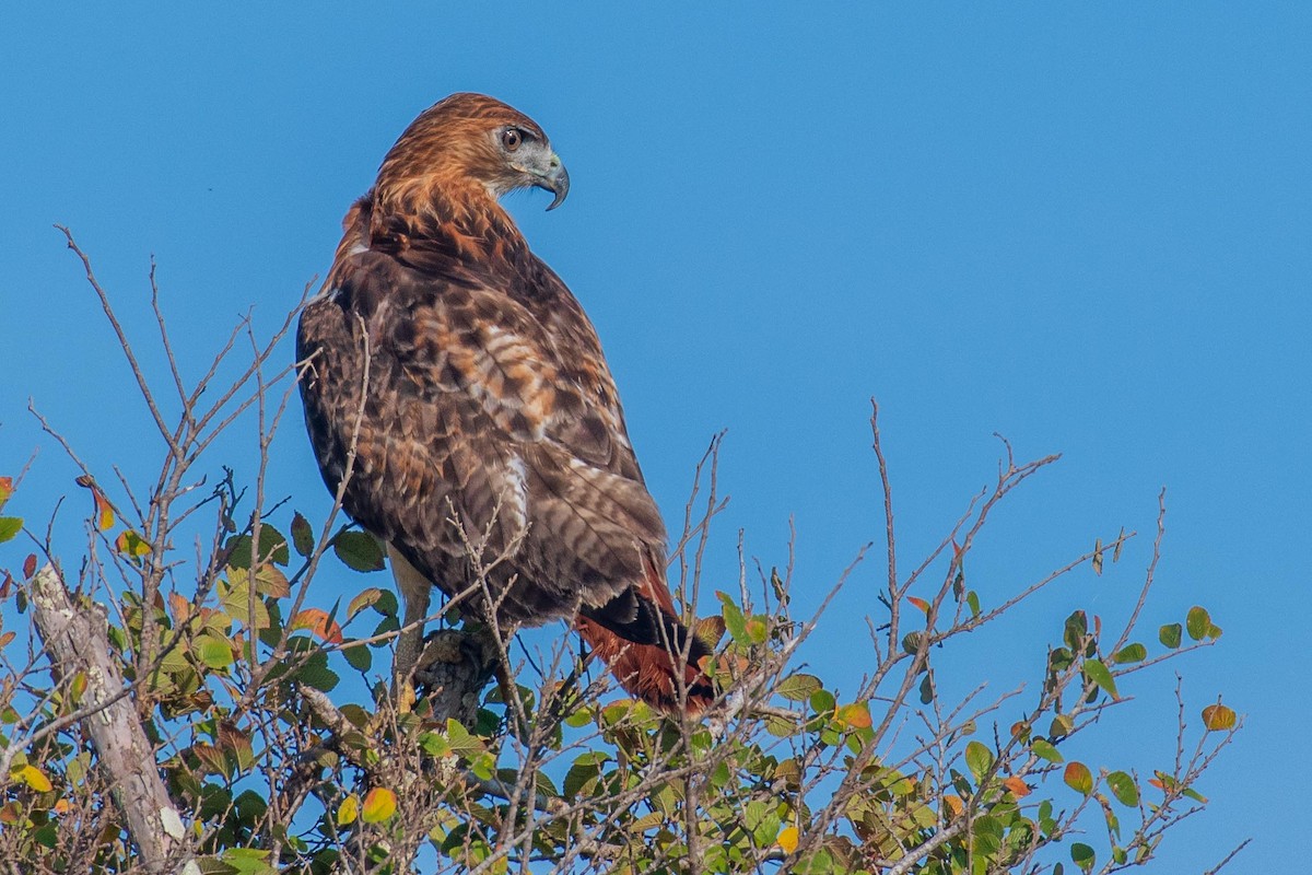 Red-tailed Hawk - ML177072201