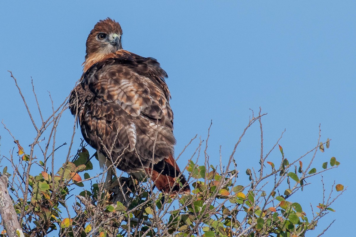 Red-tailed Hawk - ML177072211