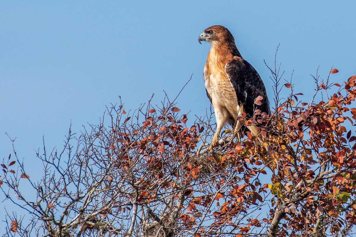 Red-tailed Hawk - ML177072221