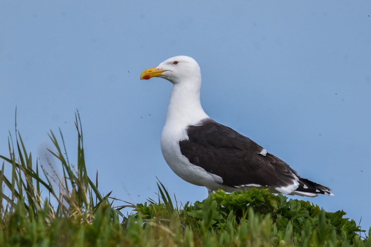Great Black-backed Gull - Maryse Neukomm