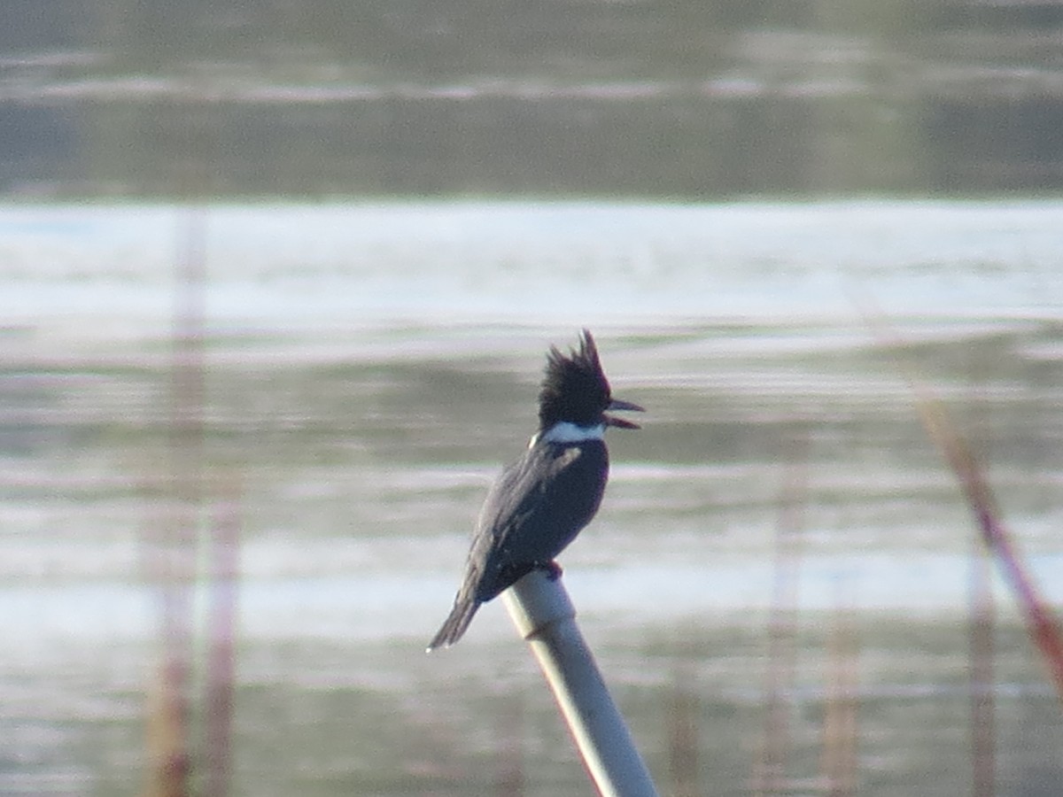 Belted Kingfisher - ML177077201