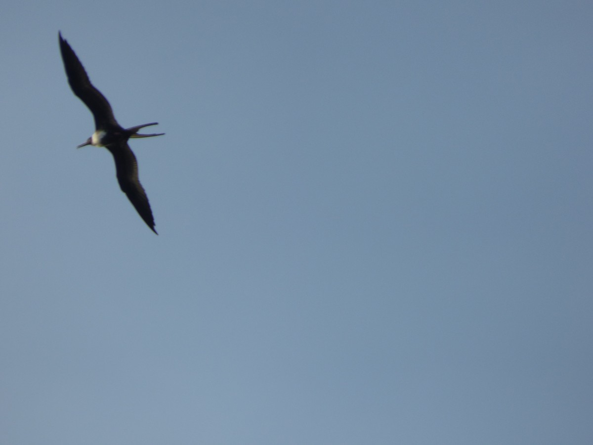 Magnificent Frigatebird - Tarra Lindo