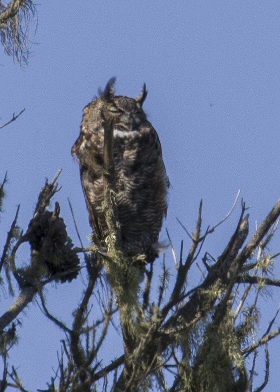 Great Horned Owl - ML177086471