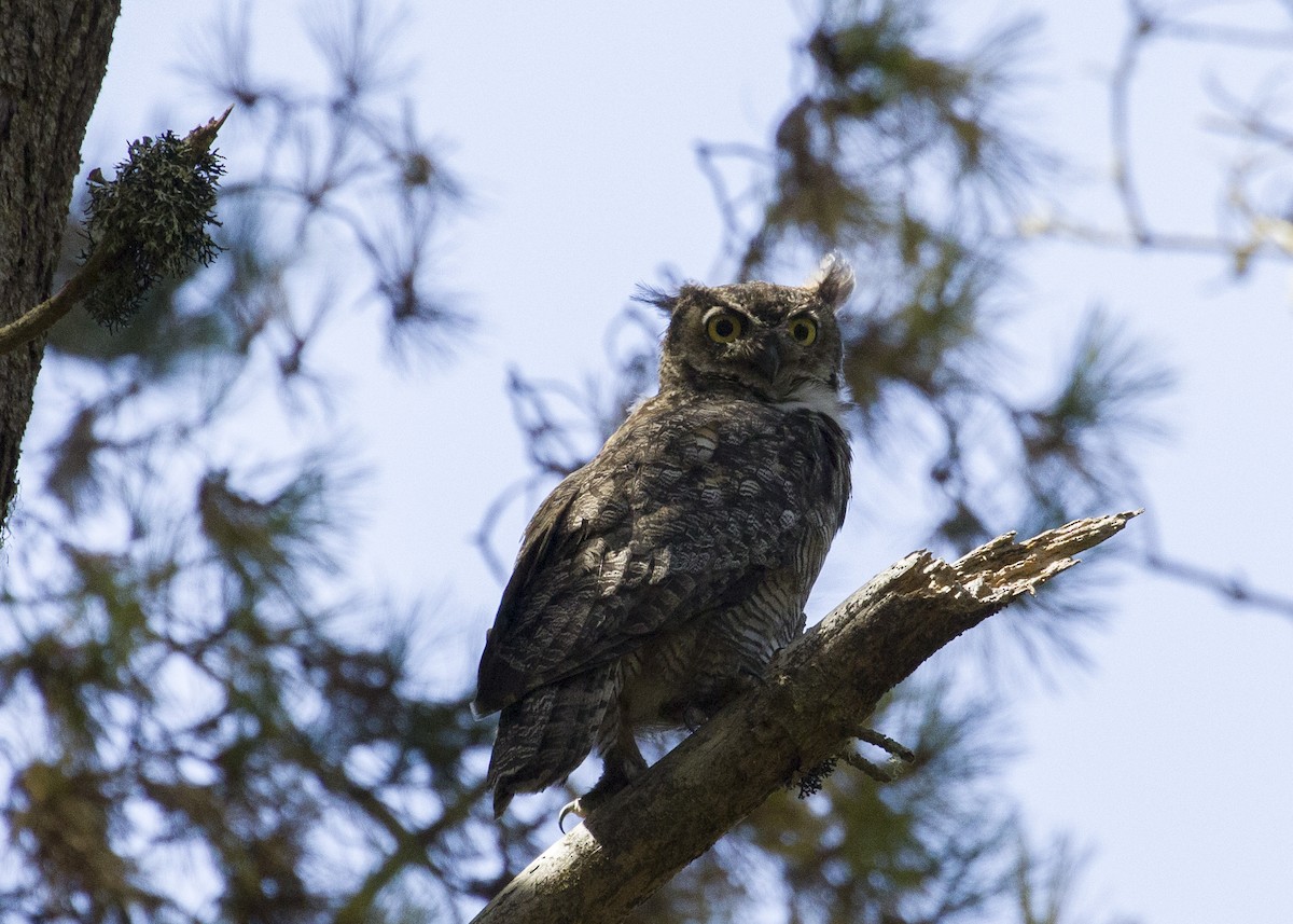 Great Horned Owl - ML177087411