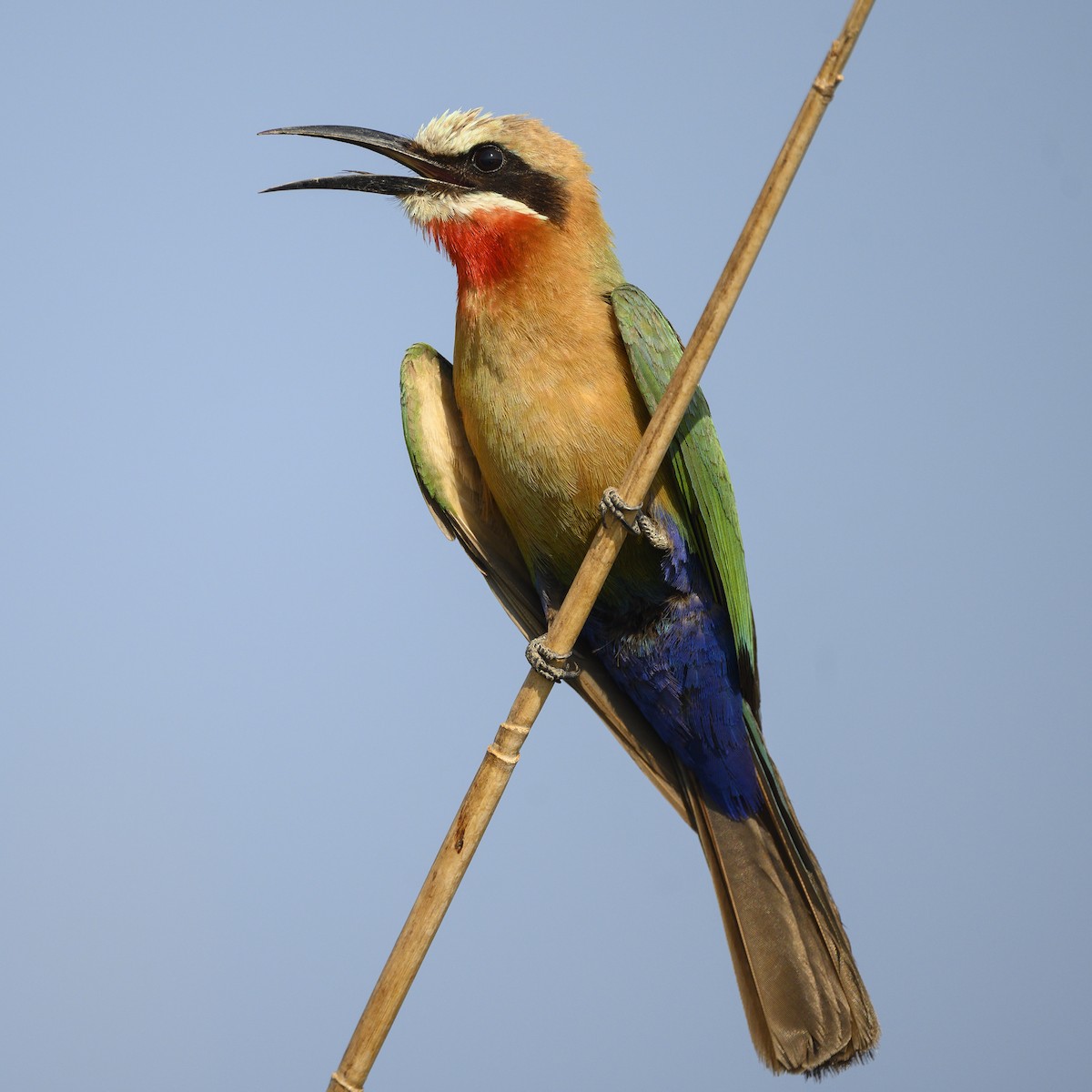 White-fronted Bee-eater - ML177090041