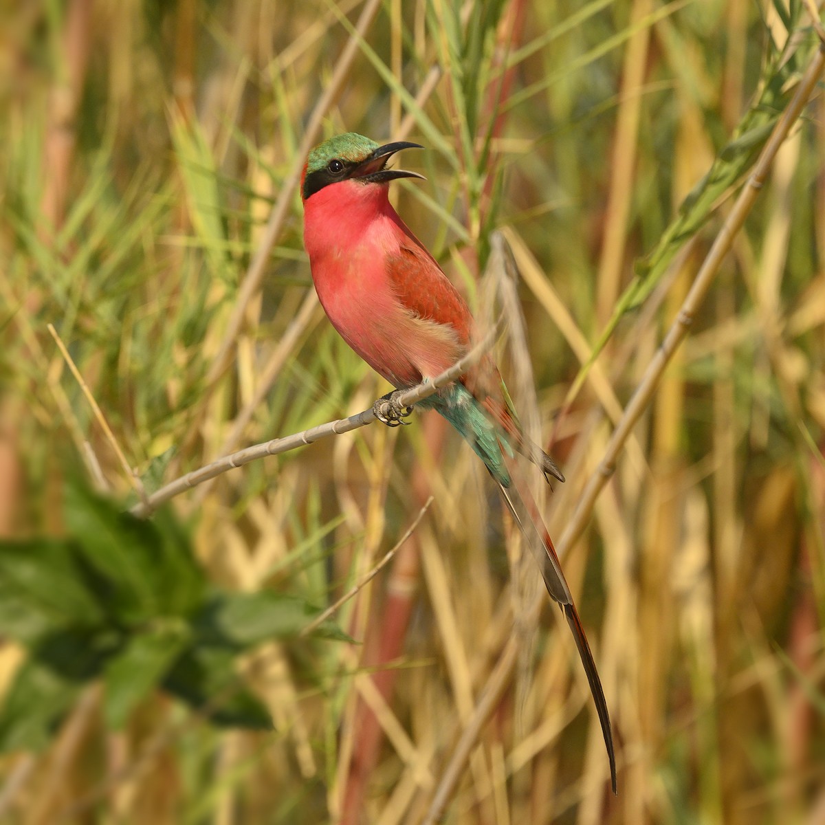 Southern Carmine Bee-eater - Peter Hawrylyshyn