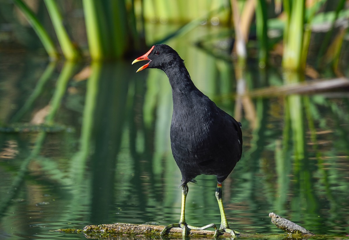 Common Gallinule - Jerry Ting