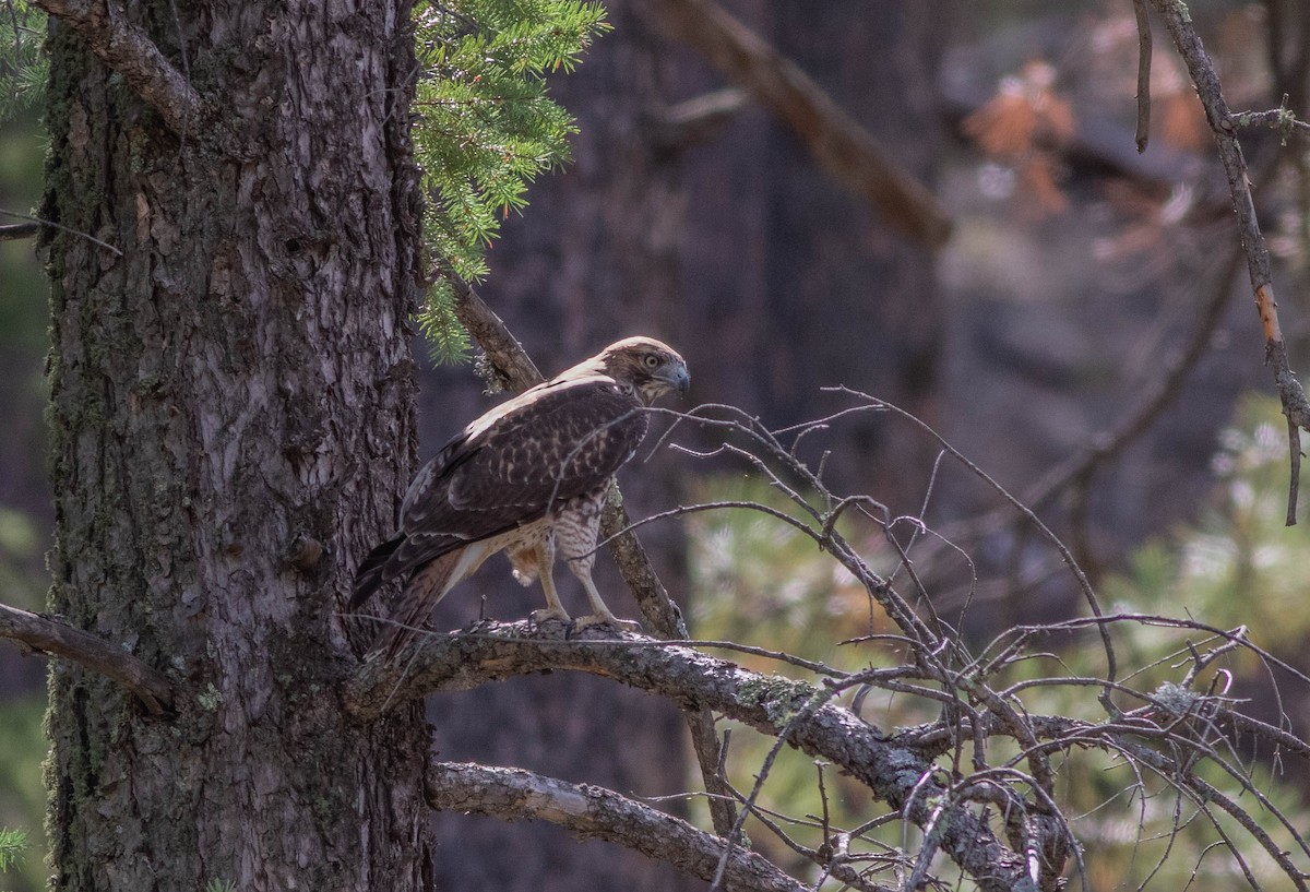 Red-tailed Hawk - ML177090681