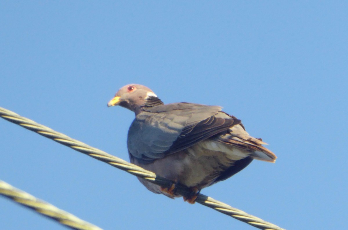 Band-tailed Pigeon - Barbara Riverwoman