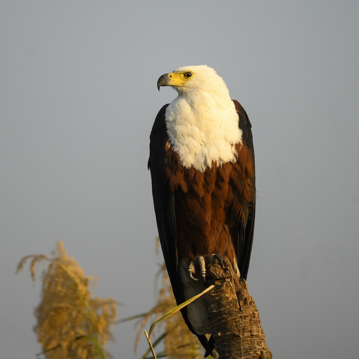 African Fish-Eagle - ML177091961