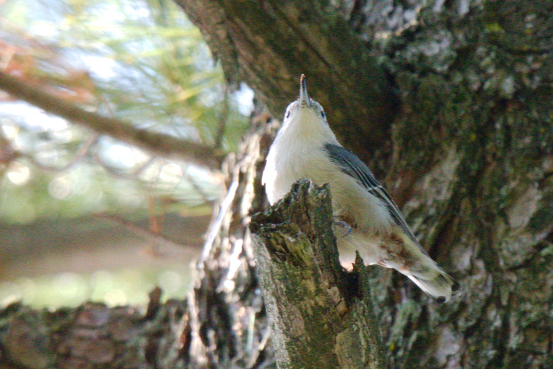 White-breasted Nuthatch - George Ross