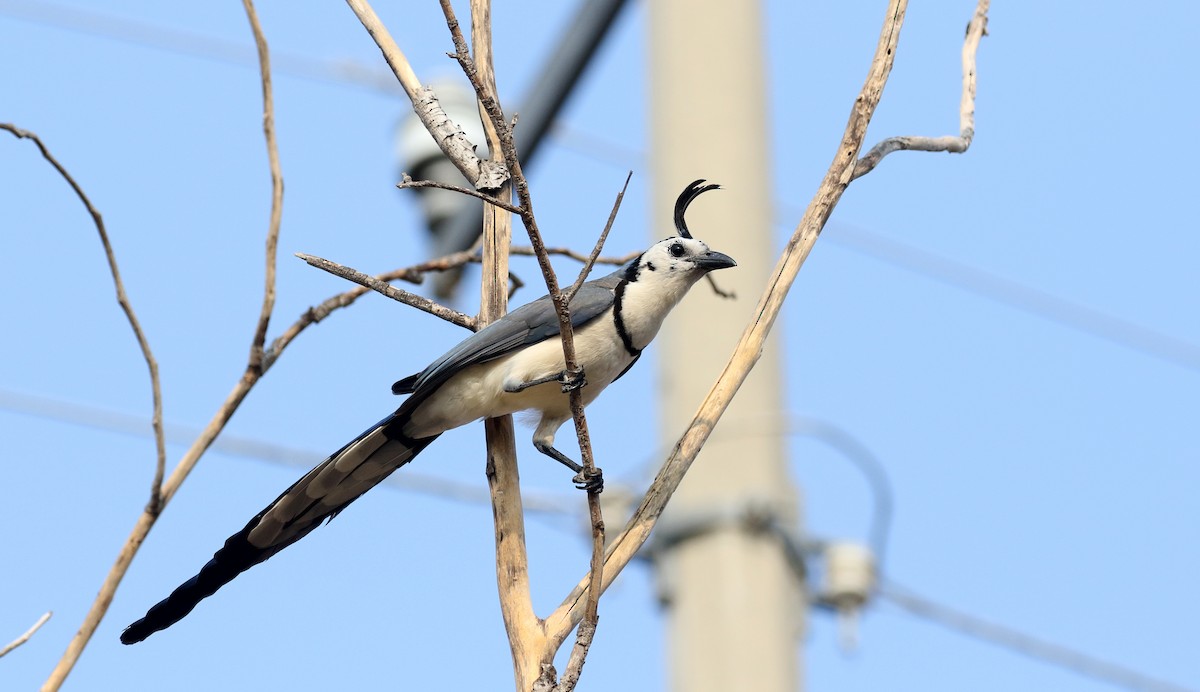 White-throated Magpie-Jay - ML177100281