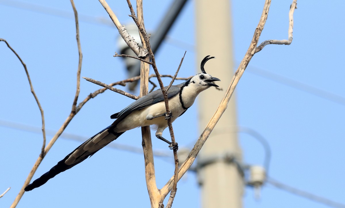White-throated Magpie-Jay - ML177100291