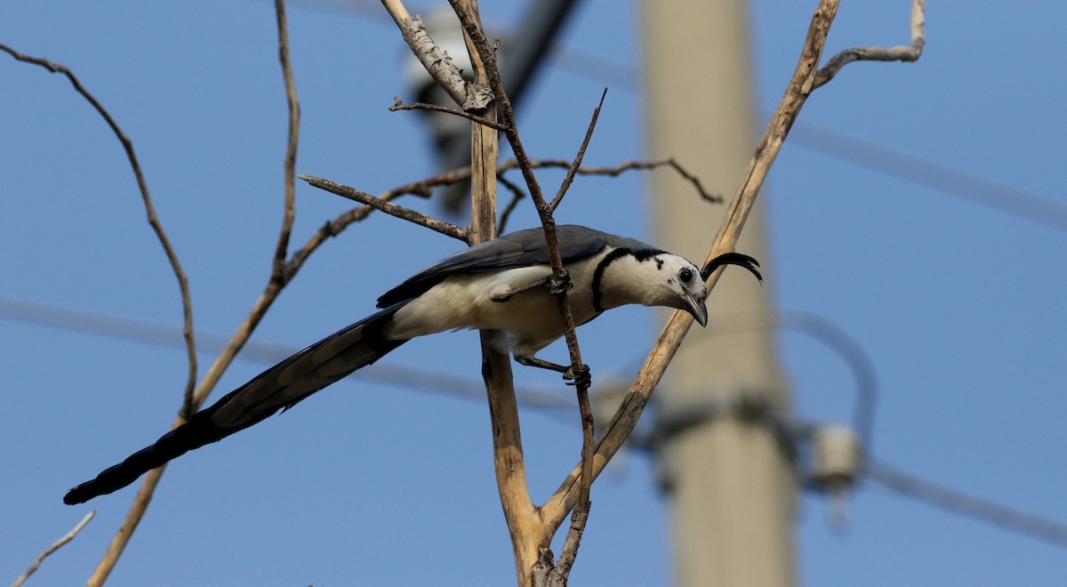 White-throated Magpie-Jay - ML177100371