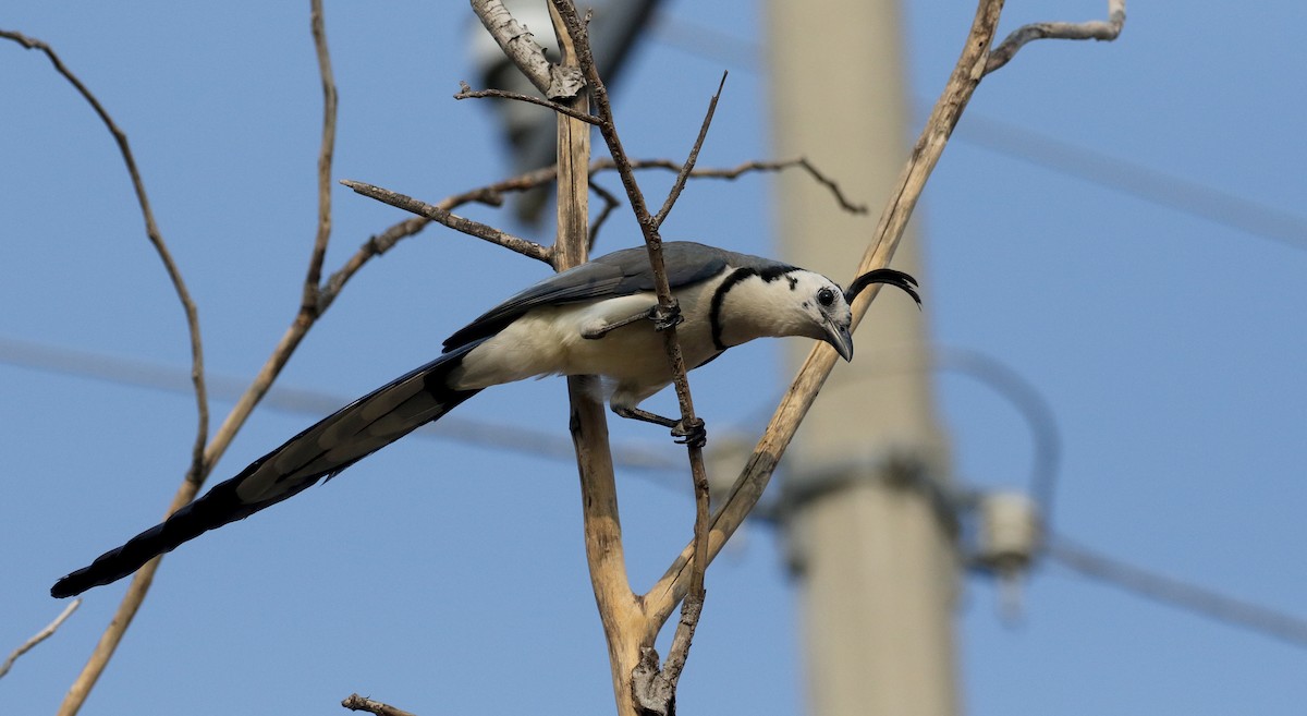 White-throated Magpie-Jay - ML177100391