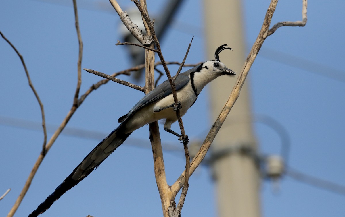 White-throated Magpie-Jay - ML177100411