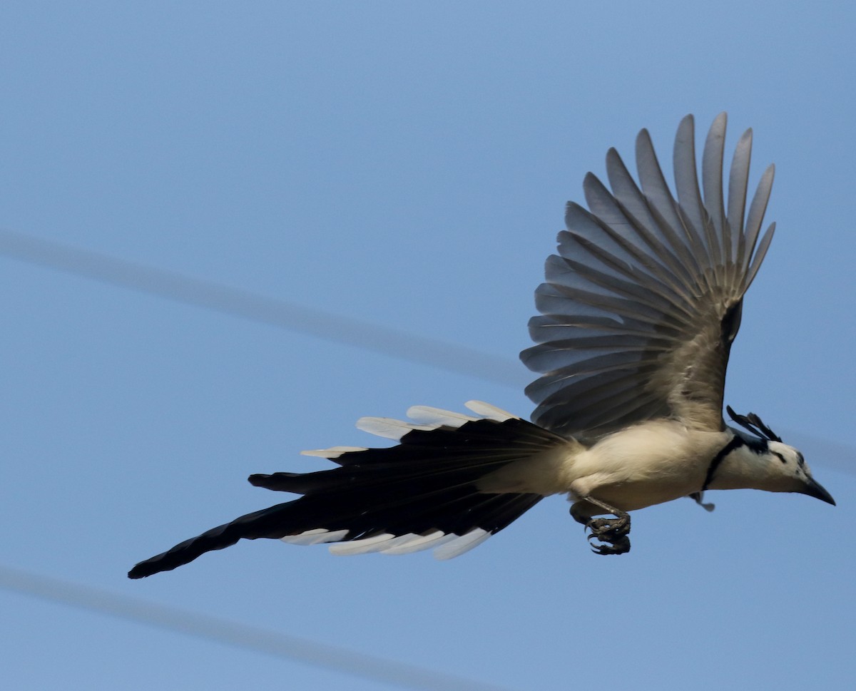 White-throated Magpie-Jay - ML177100431