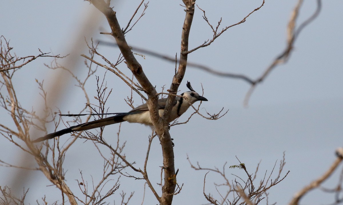 White-throated Magpie-Jay - ML177100461
