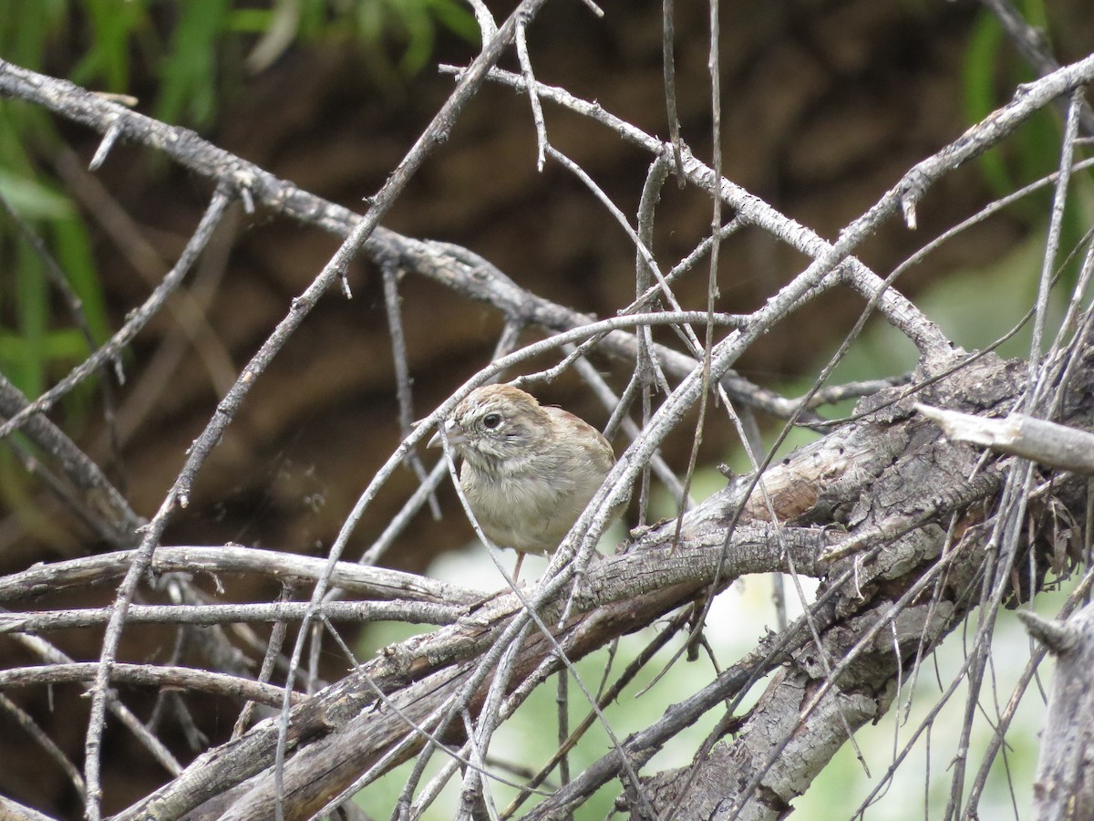 Rufous-crowned Sparrow - deidre asbjorn