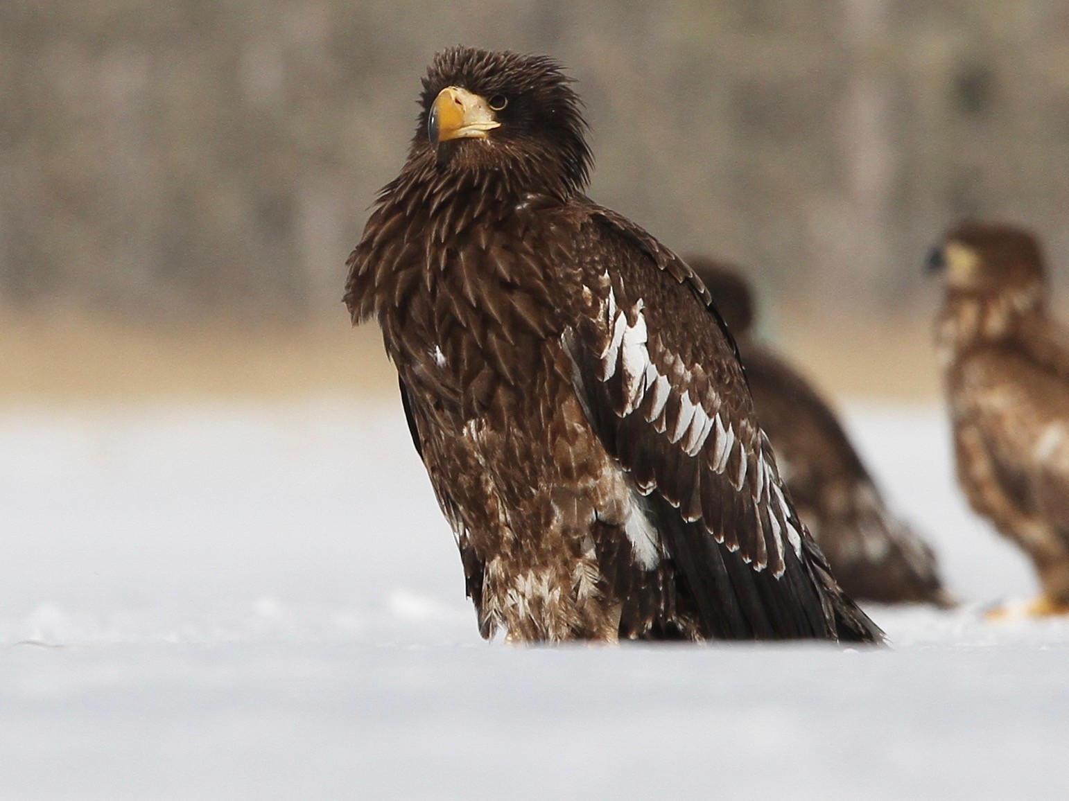 Steller's Sea-Eagle - Christoph Moning