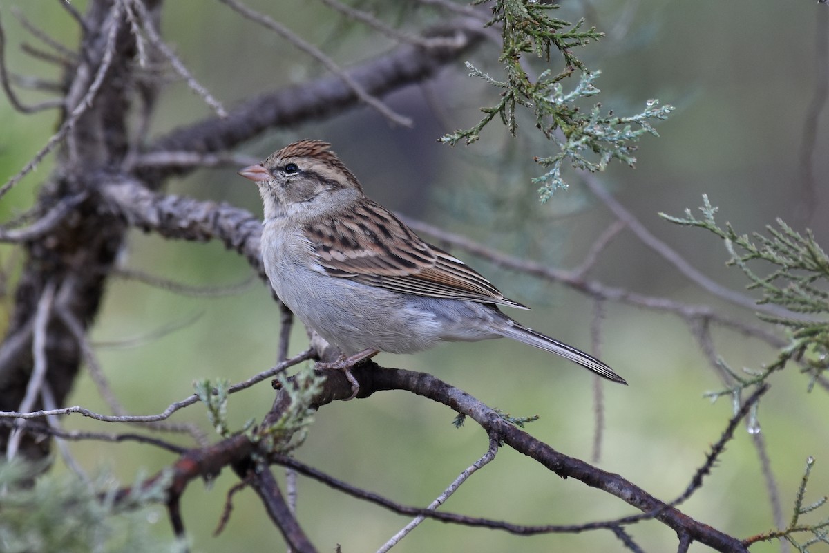 Chipping Sparrow - Janet Rathjen