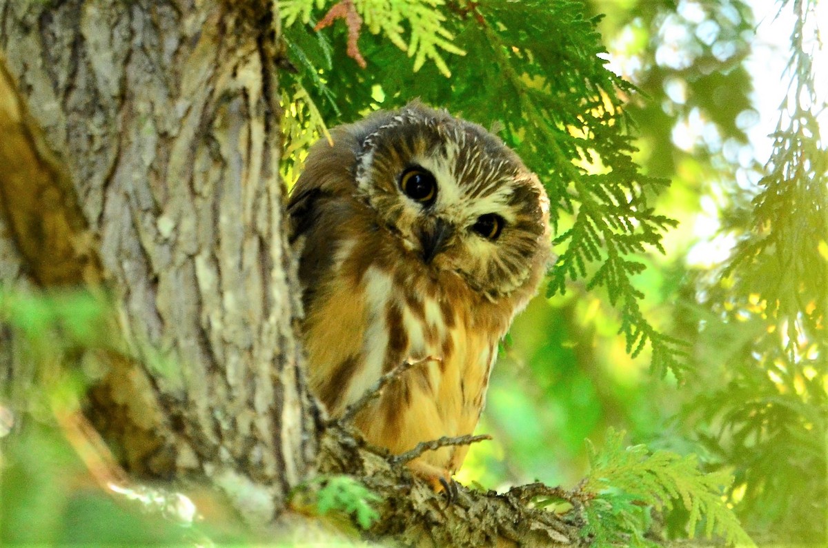 Northern Saw-whet Owl - Mike Snable
