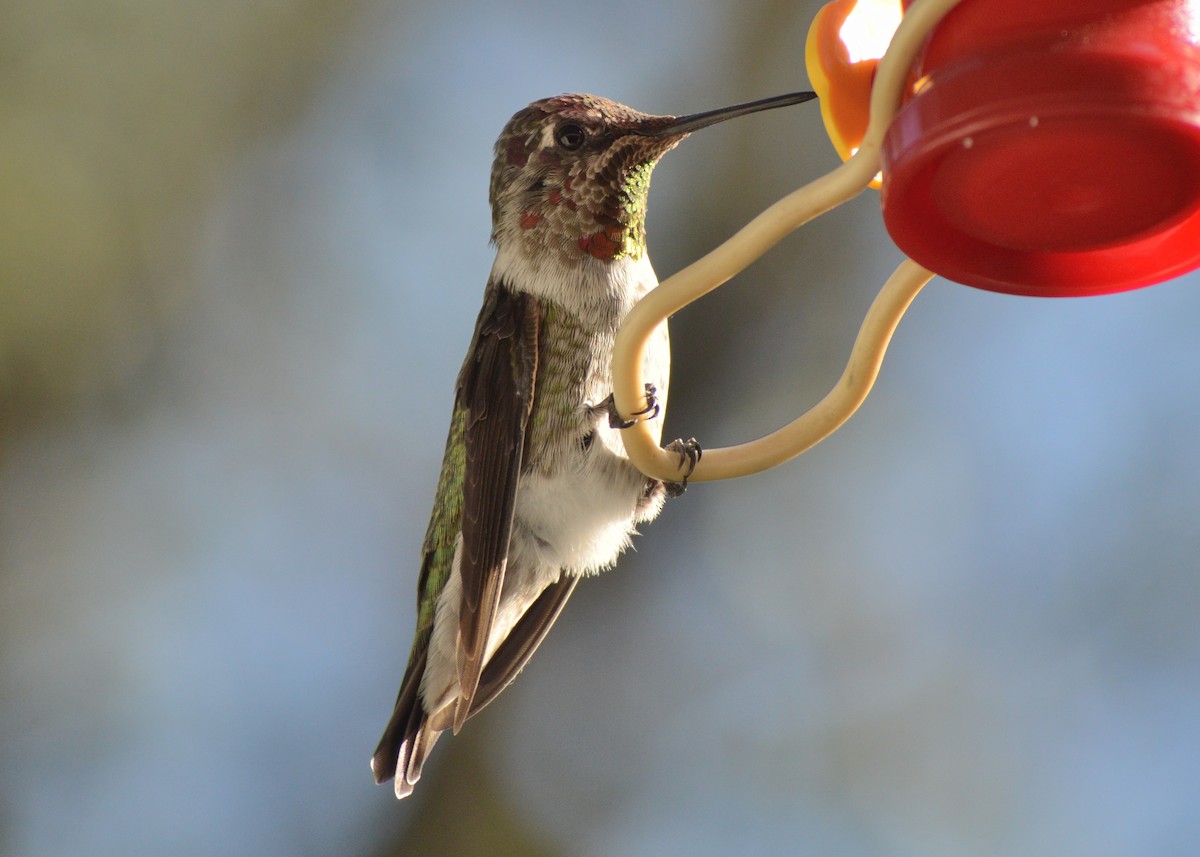 Anna's Hummingbird - ML177115831