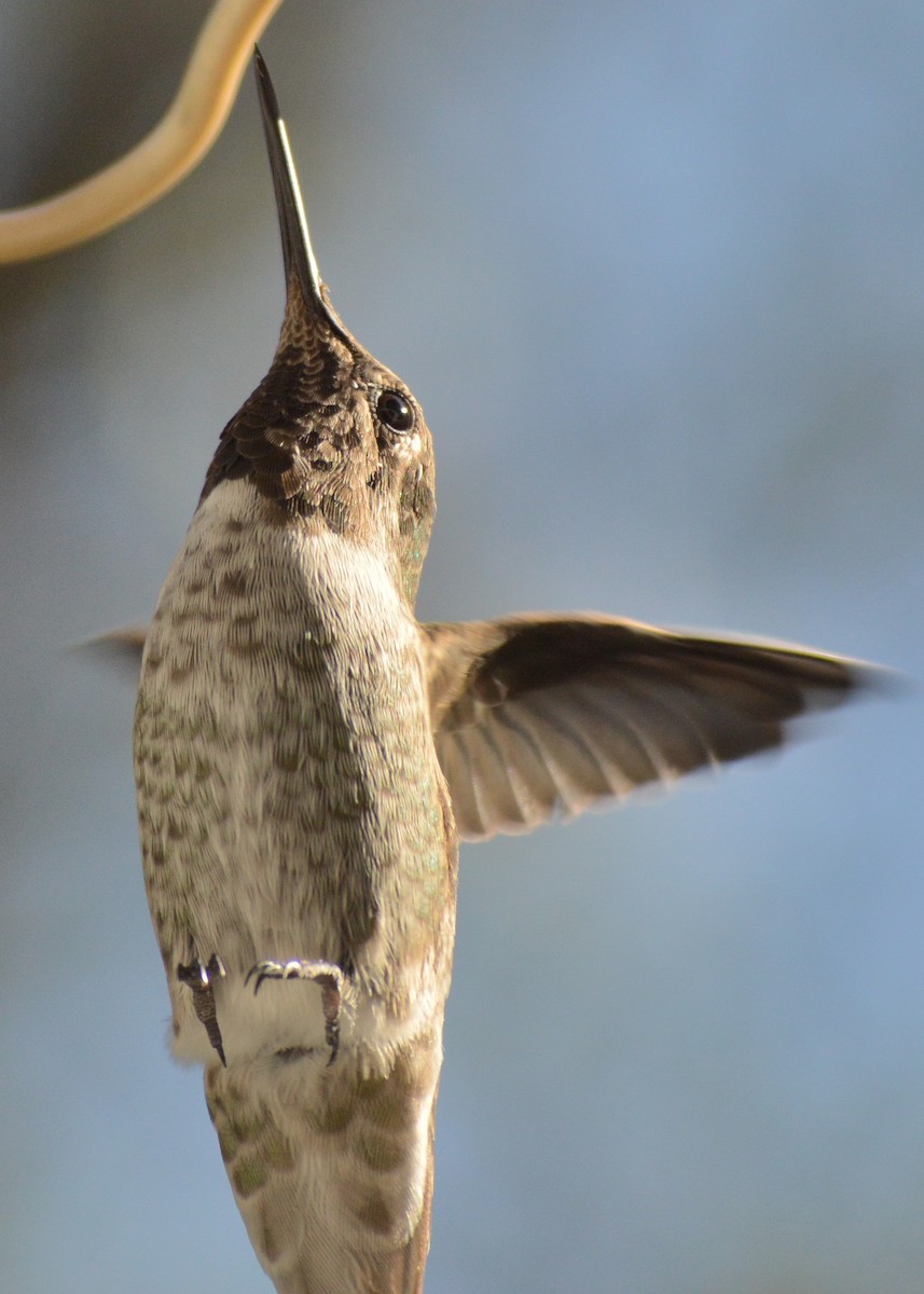 Anna's Hummingbird - ML177115851