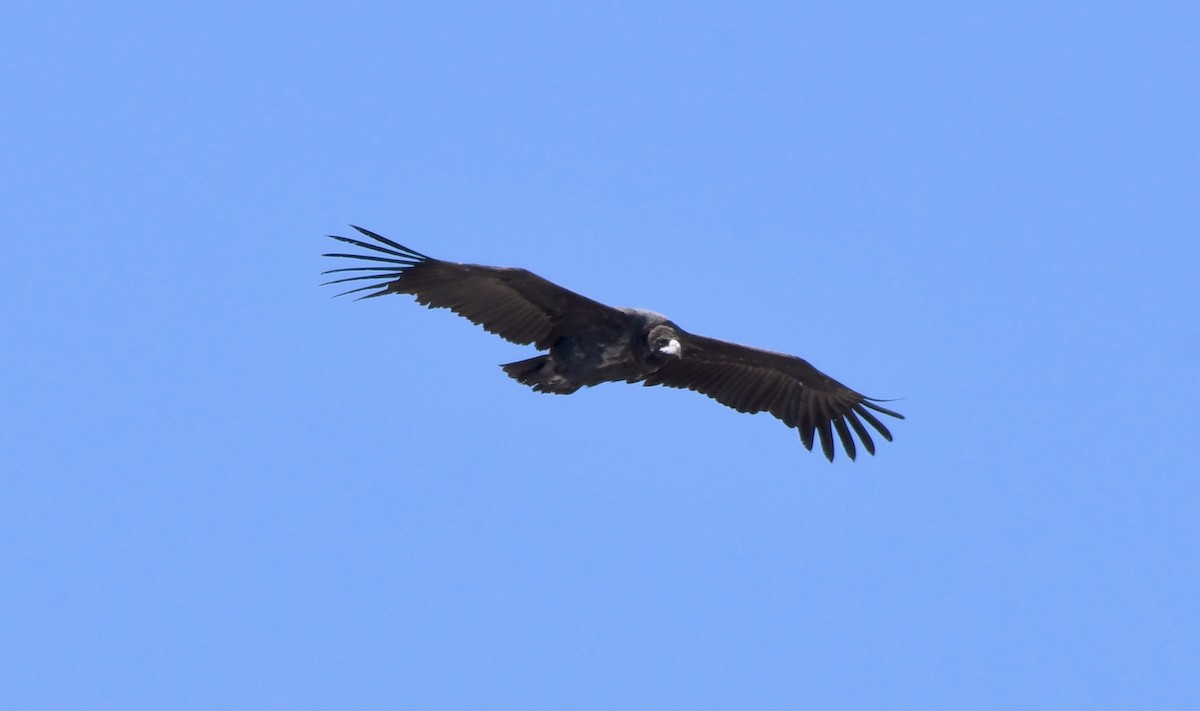 Cinereous Vulture - ML177118111