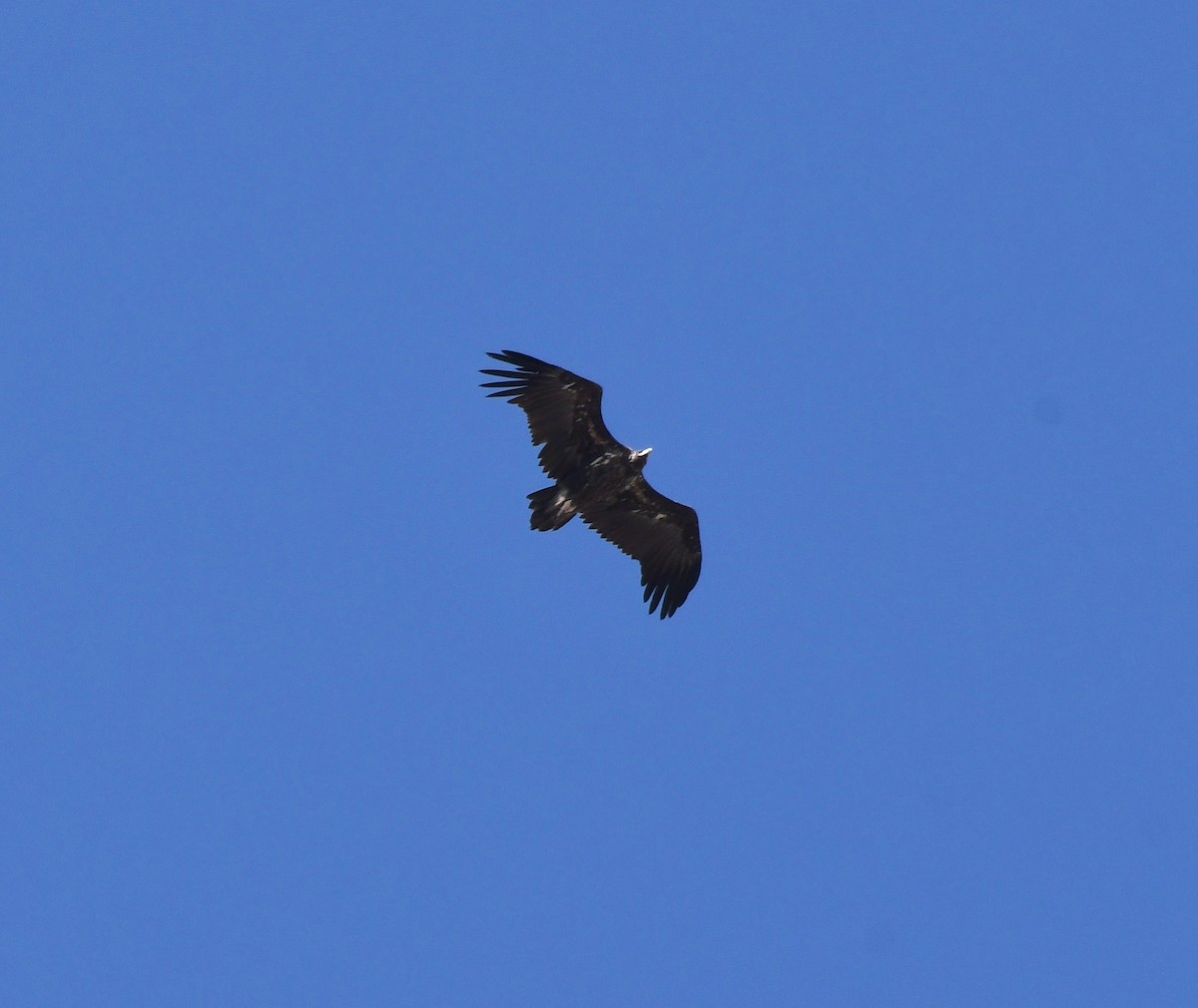 Cinereous Vulture - ML177118121