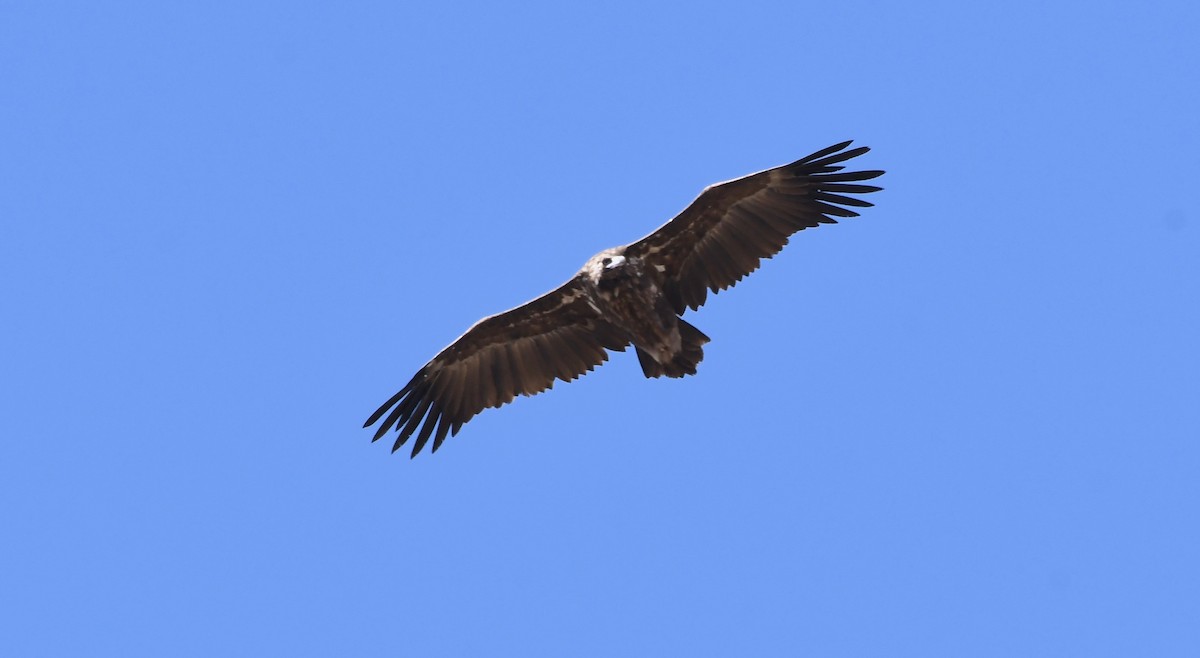 Cinereous Vulture - Adam Dudley