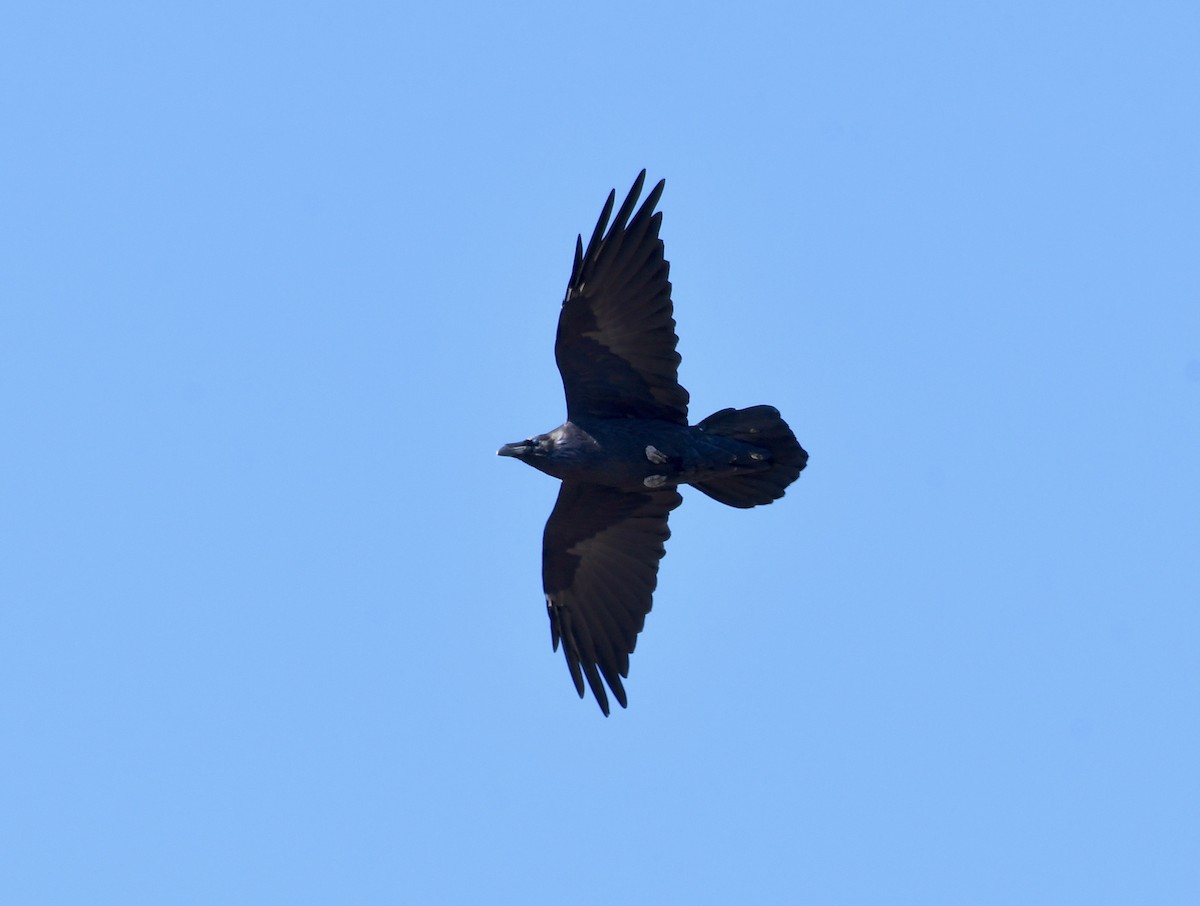 Common Raven - ML177118181