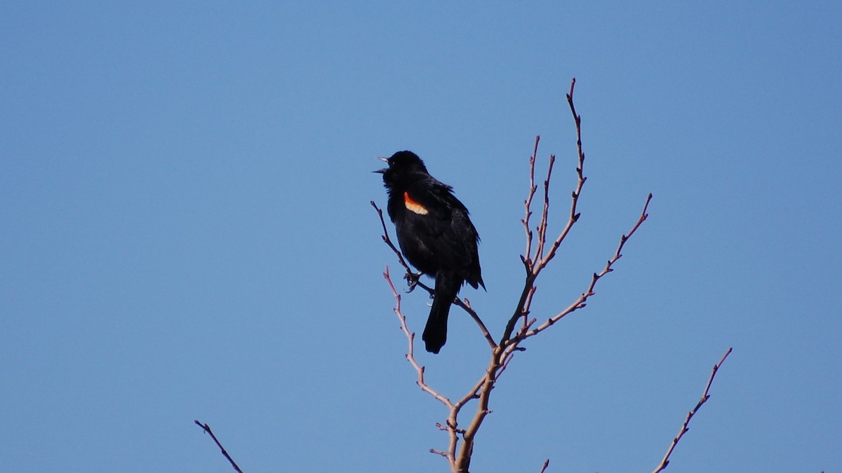 Red-winged Blackbird - Dirk Tomsa