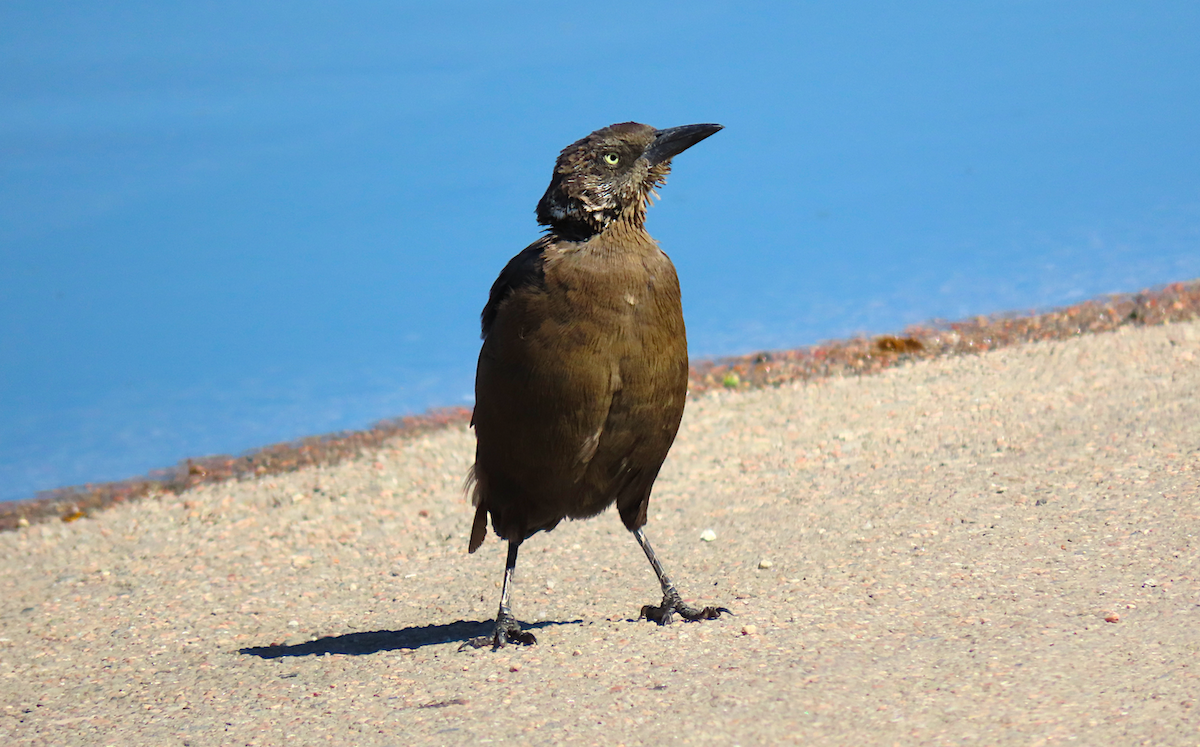 Great-tailed Grackle - ML177123431