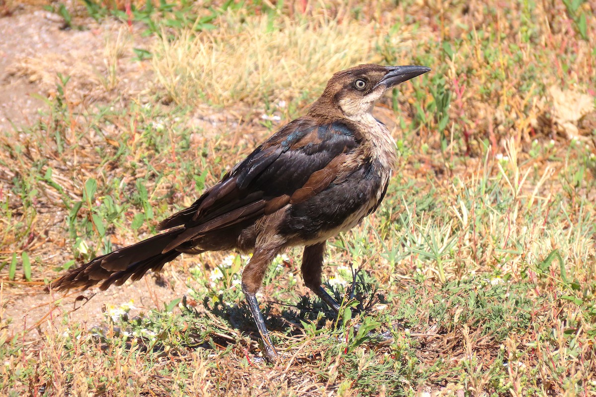 Great-tailed Grackle - ML177123481
